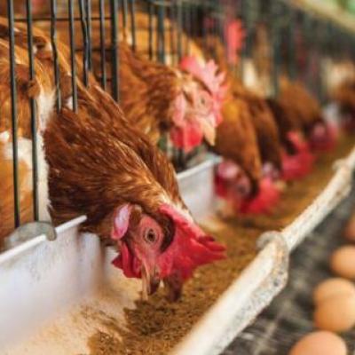 Key points for purchasing lysine and formula design